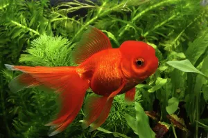 Characteristics: Goldfish red Oranda in aquarium