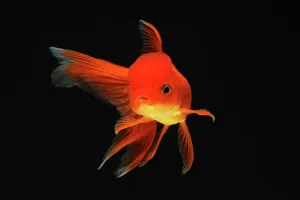 Characteristics: Goldfish red Oranda on black background