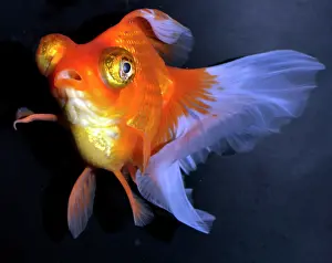 Goldfishes: Goldfish. Red and White Butterfly Moor variety
