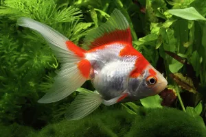 Characteristics: Goldfish red and white Ryukin in aquarium