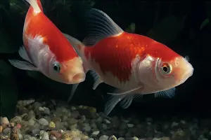 Characteristics: Goldfish Sarasa komet