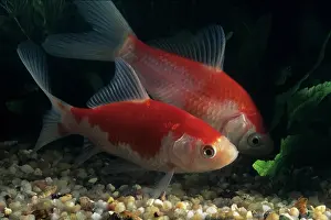 Characteristics: Goldfish Sarasa komet