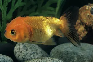 Absurd: Goldfish Sarasa ranchu