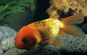 Absurd: Goldfish Sarasa ranchu