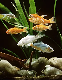 Aquariums: GOLDFISH - SHOAL