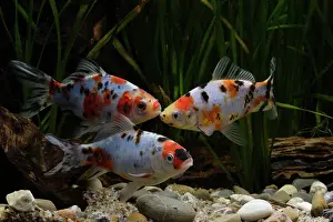 Pieces: Goldfish Shubunkini in aquarium