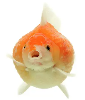 Goldfishes: Goldfish - in studio