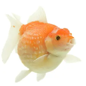 Goldfishes: Goldfish - in studio