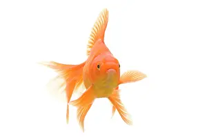 Goldfishes: Goldfish - studio shot
