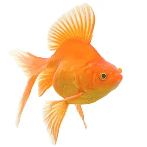 Goldfishes: Goldfish - studio shot