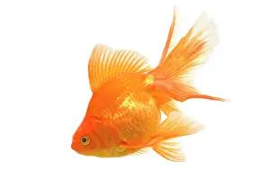 Goldfishes: Goldfish - studio shot