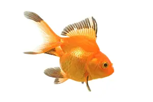 Goldfishes: Goldfish - studio shot
