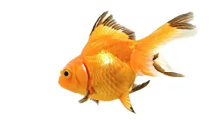 Goldfishes: Goldfish - studio shot