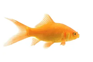 Goldfishes: Goldfish - studio shot