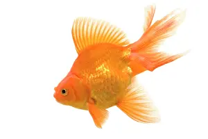 Goldfishes: Goldfish - studio shot