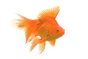 Goldfishes: Goldfish - studio shot