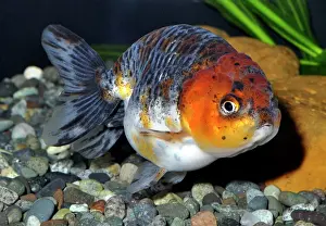 Matt: Goldfish. Tri-colored Matt Ranchu variety