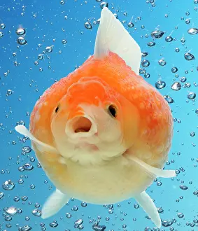 Goldfishes: Goldfish underwater with bubbles