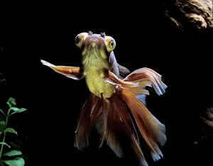 Veil: Goldfish - Veil-tail calico with telescope eyes