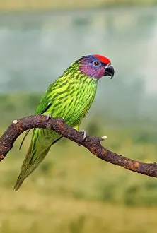 Goldie: Goldie's Lorikeet