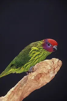 Trichoglossus: Goldie's Lorikeet