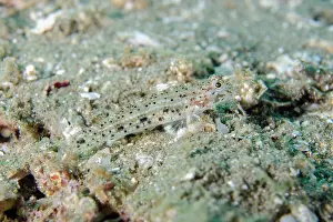 Goby: Goldmann's Sandgioby
