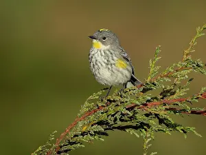 Guatemala: Goldman?s Warbler (Setophaga goldmani), female, Guatemala