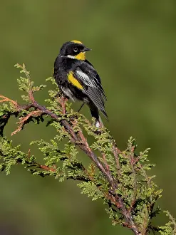 Guatemala: Goldman?s Warbler (Setophaga goldmani), Guatemala