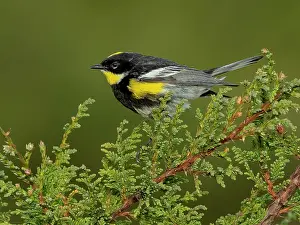 Guatemala: Goldman?s Warbler (Setophaga goldmani), Guatemala