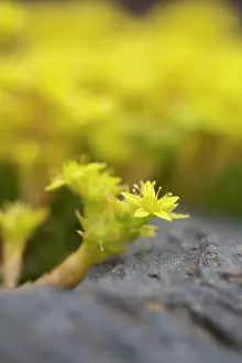 Sedum: Goldmoss / Mossy Stonecrop / Goldmoss Sedum / Biting