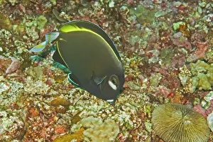 Surgeonfish: Goldrim Surgeonfish - An aggressive species found