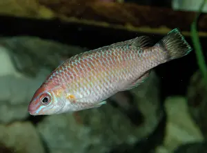 Rupestris: Goldsinny