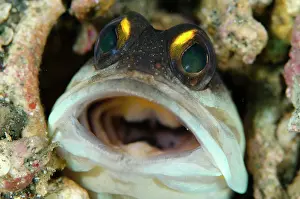 January: Goldspecs Jawfish