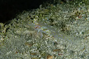 January: Goldspot Sandgoby