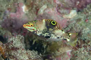 Halichoeres: Goldstripe Wrasse