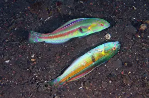 Attack: Goldstripe Wrasse fighting