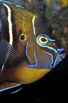 Pomacanthus: Goldtail Angelfish