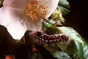 Roses: Goldtail Moth Caterpillar - on a dog rose