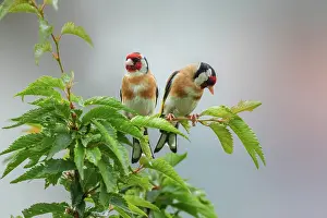 Goldfinch: Golfinch - two adult goldfinch sitting on a cherry tree in l