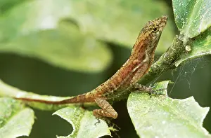 Norops: Golfo Dulce Anole