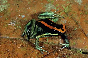 Poisonarrow: Golfo Dulce Poison Dart Frog