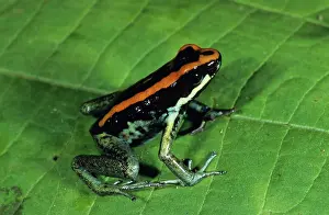 Poisonarrow: Golfo Dulce Poison Dart Frog