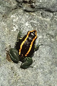 Arrow: Golfodulcean Poison Dart Frog