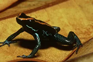 Vittatus: Golfodulcean Poison Frog