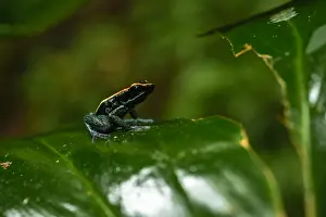 Vittatus: Golfodulcean Poison Frog - Golfodulcean Poison Frog