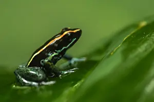 Vittatus: Golfodulcean Poison Frog - Golfodulcean Poison Frog