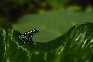 Vittatus: Golfodulcean Poison Frog - Golfodulcean Poison Frog
