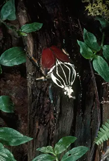 Goliath: Goliath Beetle