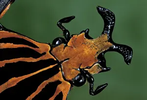 Goliath: Goliath Beetle - close-up