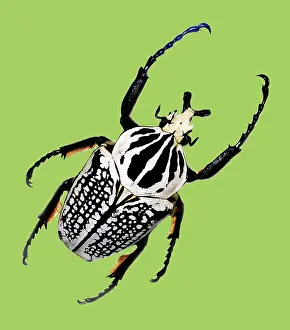 Goliath: Goliath Beetle (Goliathis orientalis)